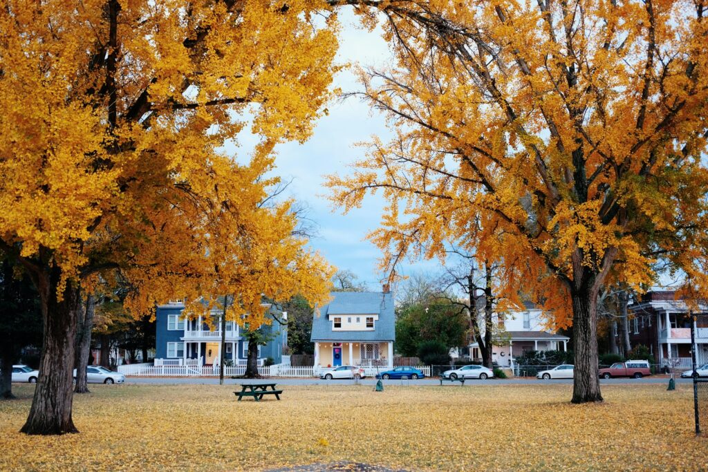 suburbs in autumn